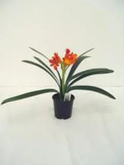 Clivia Miniata Hauteur 40/60 cm - Pot Ø 13 cm