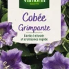 Cobée grimpante Vilmorin - graines à semer