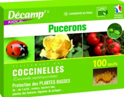 Coccinelles Septempunctata 100 oeufs