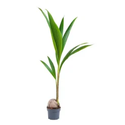 Cocos Nucifera – Pot de 19 cm