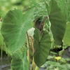 Colocasia pot de 3 litres