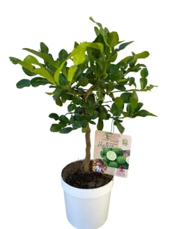 Combava coloris vert - 5 L