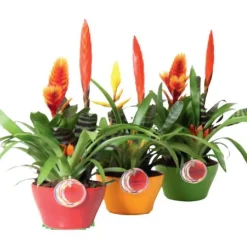 Composition bromélaciées