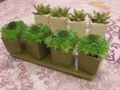 Composition de cactées