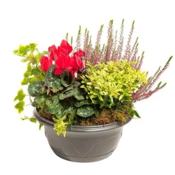 Composition d'extérieur mélange orange rouge - La coupe de 24 cm