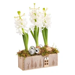 Composition florale de 3 jacinthes coloris multicolore