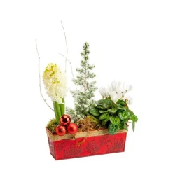 Composition jacinthe et sapin enneigé en jardinette zinc rouge