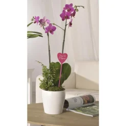 Composition orchidée