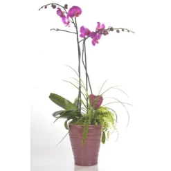 COMPOSITION PHALAENOPSIS + CP