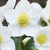 Composition plante hellebore coloris blanc - 1,5 L