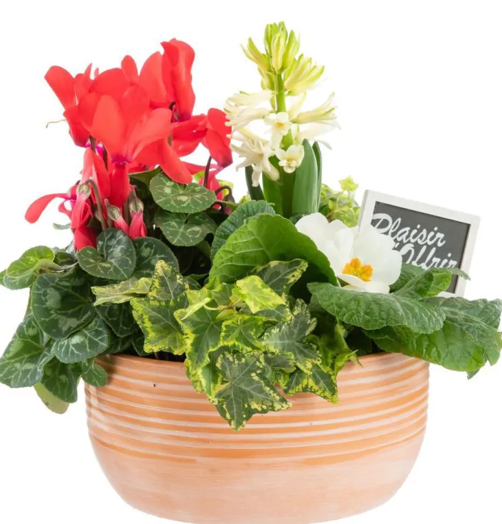 Composition pot en terre à lignes blanches - Ø 20 cm