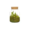 Composition verrerie 3 plantes carnivores
