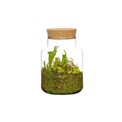 Composition verrerie 3 plantes carnivores