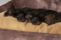 Corbeille pour chien marron Kensington Scruffs – Taille M