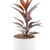 Cordyline rose en pot blanc émaillé botanic®. Le pot Ø 18 cm