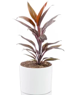 Cordyline rose en pot blanc émaillé botanic®. Le pot Ø 18 cm