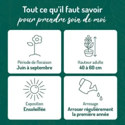 Coreopsis Grandiflora Solanna jaune double - Le pot de 9 x9 cm