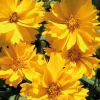 Coreopsis Haut Fleur Simple - Le pot de 9 x 9 cm
