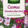 Cosmos Sensation Nain Varié Vilmorin - graines à semer