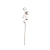 Coton branche H49 cm
