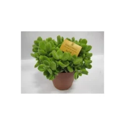 Cotyledon Ladysmithiensis – Pot de Ø 15 cm