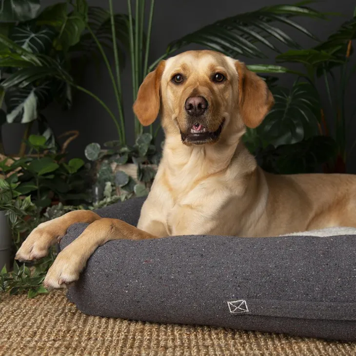 Couchage pour chien coloris gris corbeille Scruffs Eco Eden - Taille L 75 x 60 cm