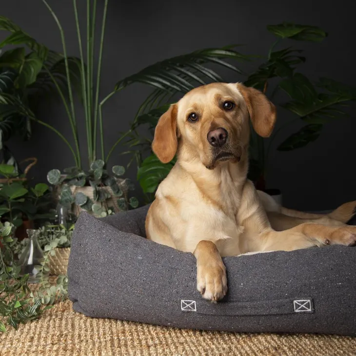 Couchage pour chien coloris gris corbeille Scruffs Eco Eden - Taille L 75 x 60 cm