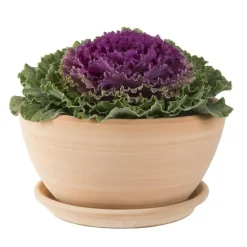 Coupe Cuenco lisse en terre cuite D30x H15