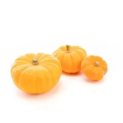 Courge Jack Be Little bio de France - Prix au kg