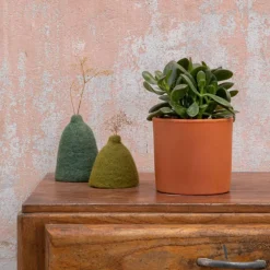 Crassula argentea en pot terre cuite H 10 x Ø 15 cm