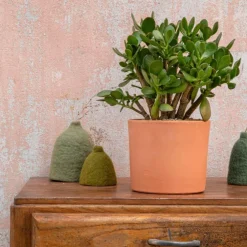 Crassula argentea en pot terre cuite H 10 x Ø 20 cm