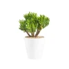 Crassula hobbit en pot blanc émaillé H 10 x Ø 15 cm