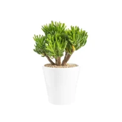 Crassula hobbit en pot blanc émaillé H 10 x Ø 15 cm