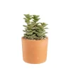 Crassula mix en pot terre cuite Ø 10 cm