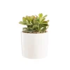 Crassula sunset en pot blanc émaillé H 10 x Ø 15 cm