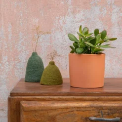 Crassula sunset en pot terre cuite H 10 x Ø 15 cm