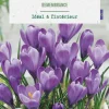 Crocus intérieur Remembrance en mélange botanic® - 5 bulbes