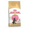 Croquette pour chaton et chatte adulte en gestation Maine Coon Royal Canin - 2 kg