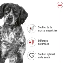 Croquette pour chien adulte de taille moyenne Royal Canin - 15 kg