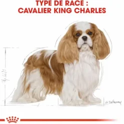 Croquette pour chien adulte King Charles Royal Canin - 3 kg