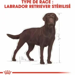 Croquette pour chien adulte stérilisé Labrador Royal Canin - 12 kg