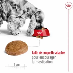 Croquettes pour chien Royal Canin Medium adulte de + 7 ans - Le sac de 15 kg