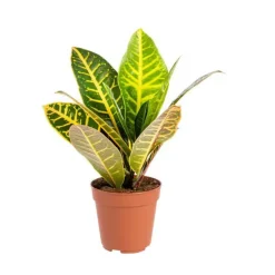 Croton Petra pot Ø13 cm/ H45 cm