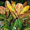 Croton Petra pot Ø30 cm/ H70 cm
