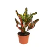 Croton Red Banana pot Ø6 cm