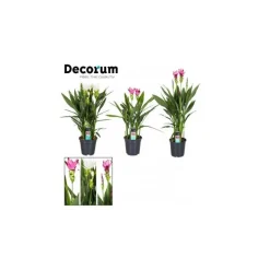 Curcuma 85 cm en pot Ø 19 cm