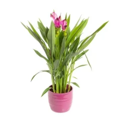 Curcuma siam avec cache-pot Ø 14 cm