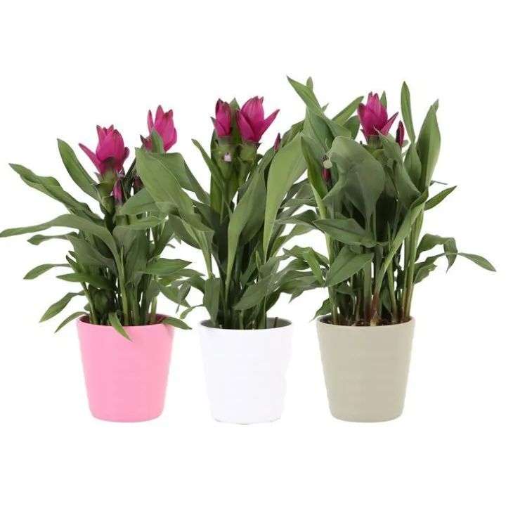 Curcuma siam splash coloris vert pot en céramique- Ø 12 cm
