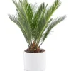 Cycas revoluta vert en pot blanc émaillé botanic®. Le pot Ø 18 cm