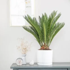Cycas revoluta vert en pot blanc émaillé botanic®. Le pot Ø 18 cm